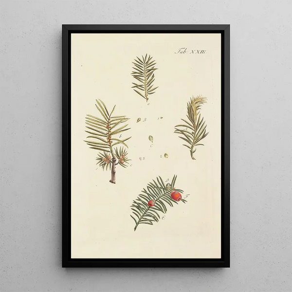 Illustration af vilde træer, flerårige planter og buske Pl023 - Carl Christoph Oelhafen von Schöllenbach — indrammet kunstværk på væggen