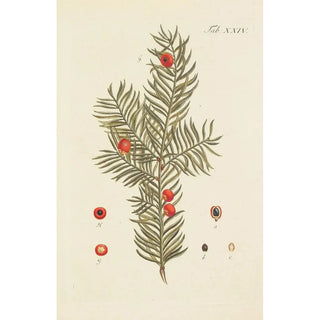 Carl Christoph Oelhafen von Schllenbach - Abbildung der wilden Bume Stauden und Buschgewchse Pl024.webp