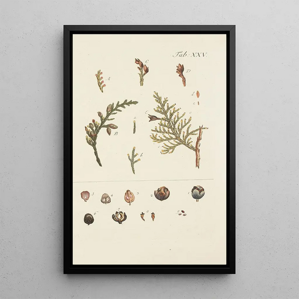 Illustration af vilde træer, flerårige planter og buske Pl025 - Carl Christoph Oelhafen von Schöllenbach