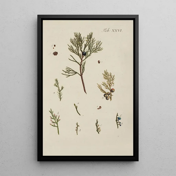 Illustration af vilde træer, flerårige planter og buske Pl026 - Carl Christoph Oelhafen von Schöllenbach