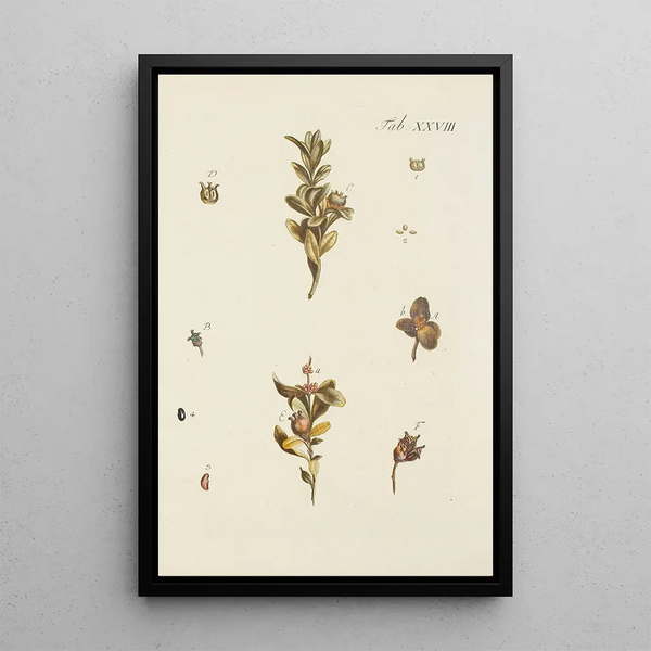 Illustration af vilde træer, flerårige planter og buske Pl028 - Carl Christoph Oelhafen von Schöllenbach — indrammet kunstværk på væggen
