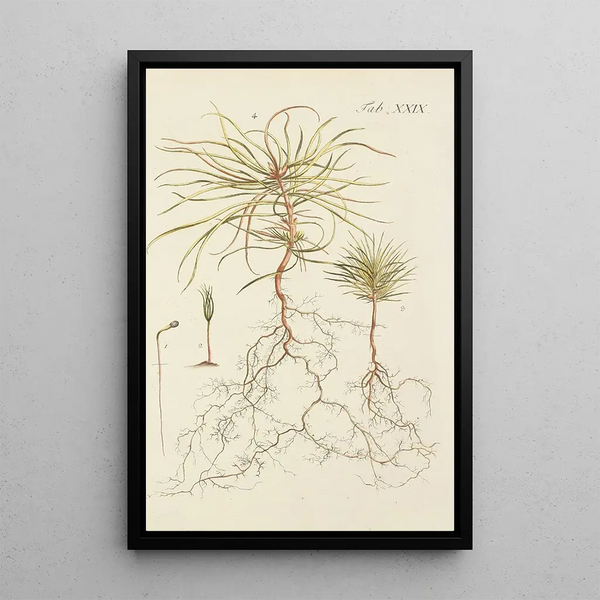 Illustration af vilde træer, flerårige planter og buske Pl029 - Carl Christoph Oelhafen von Schöllenbach — indrammet kunstværk på væggen