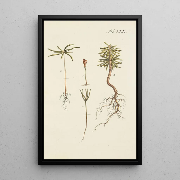 Illustration af vilde træer, flerårige planter og buske Pl030 - Carl Christoph Oelhafen von Schöllenbach — indrammet kunstværk på væggen