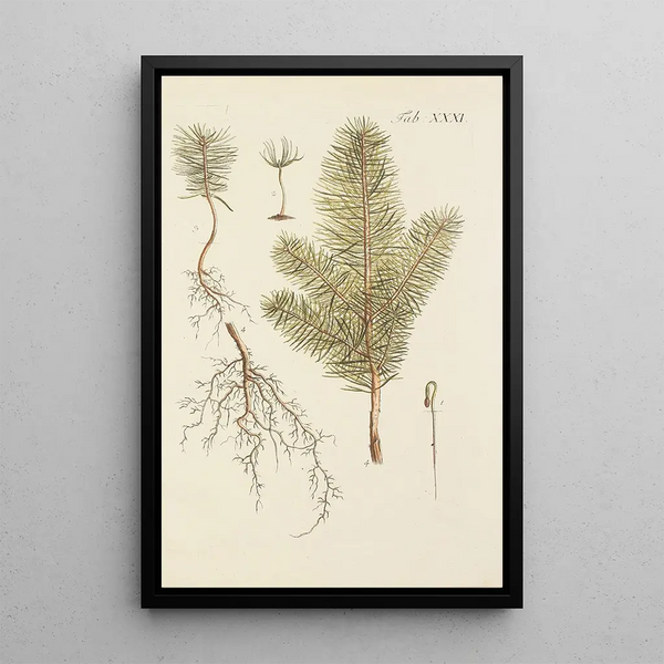 Illustration af vilde træer, flerårige planter og buske Pl031 - Carl Christoph Oelhafen von Schöllenbach — indrammet kunstværk på væggen