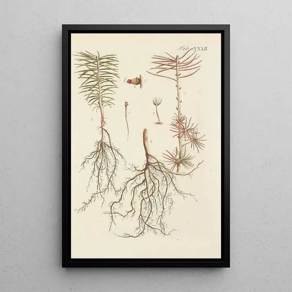 Illustration af vilde træer, flerårige planter og buske Pl032 - Carl Christoph Oelhafen von Schöllenbach — indrammet kunstværk på væggen