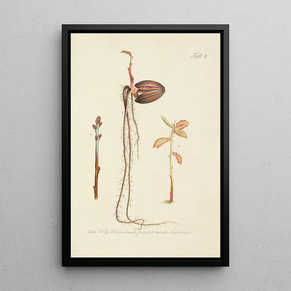 Illustration af vilde træer, flerårige planter og buske Pl035 - Carl Christoph Oelhafen von Schöllenbach