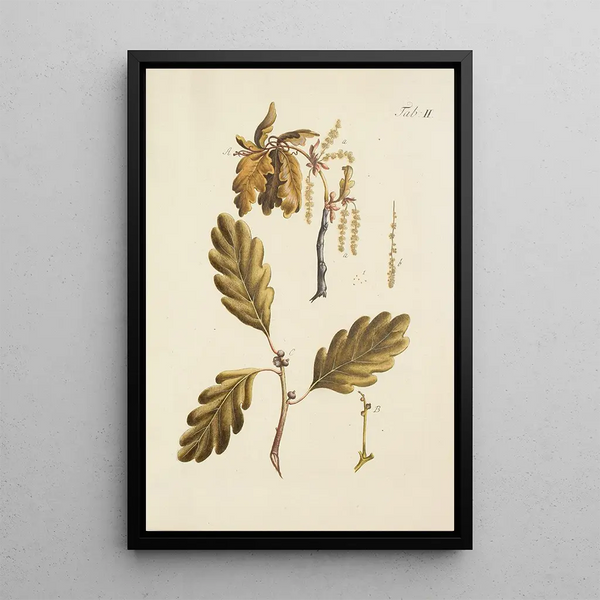 Illustration af vilde træer, flerårige planter og buske Pl036 - Carl Christoph Oelhafen von Schöllenbach
