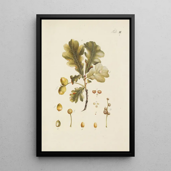 Illustration af vilde træer, flerårige planter og buske Pl037 - Carl Christoph Oelhafen von Schöllenbach