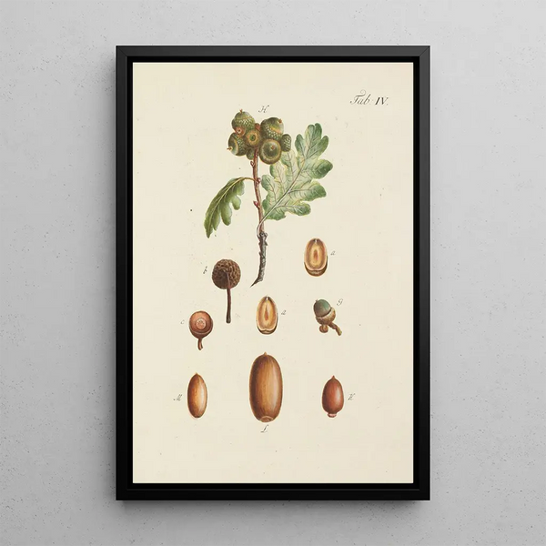 Illustration af vilde træer, flerårige planter og buske Pl038 - Carl Christoph Oelhafen von Schöllenbach — indrammet kunstværk på væggen