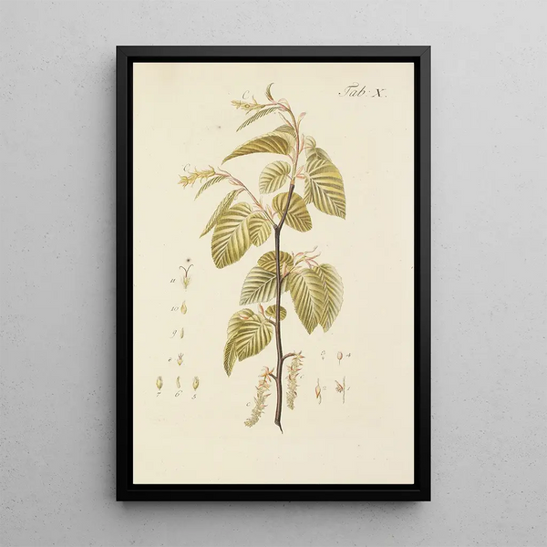 Illustration af vilde træer, flerårige planter og buske Pl044 - Carl Christoph Oelhafen von Schöllenbach — indrammet kunstværk på væggen