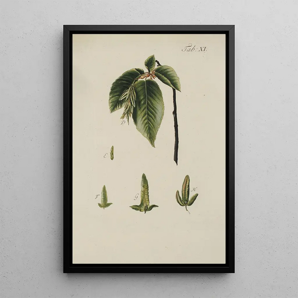 Illustration af vilde træer, flerårige planter og buske Pl045 - Carl Christoph Oelhafen von Schöllenbach