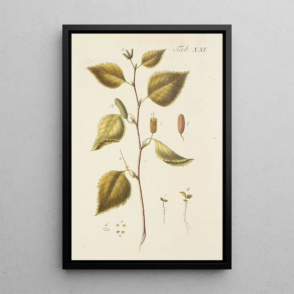Illustration af vilde træer, flerårige planter og buske Pl055 - Carl Christoph Oelhafen von Schöllenbach