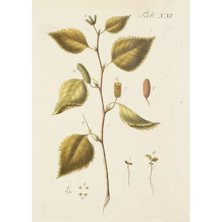 Carl Christoph Oelhafen von Schllenbach - Abbildung der wilden Bume Stauden und Buschgewchse Pl055.webp