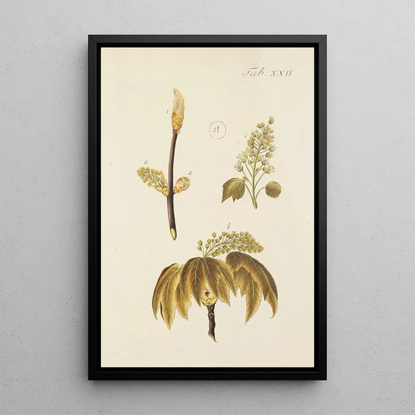 Illustration af vilde træer, flerårige planter og buske Pl056 - Carl Christoph Oelhafen von Schöllenbach