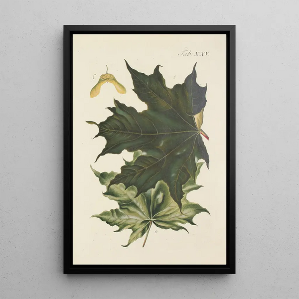 Illustration af vilde træer, flerårige planter og buske Pl059 - Carl Christoph Oelhafen von Schöllenbach — indrammet kunstværk på væggen
