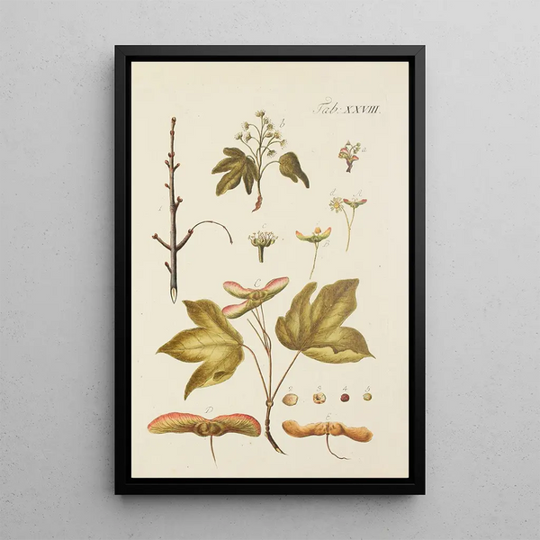 Illustration af vilde træer, flerårige planter og buske Pl062 - Carl Christoph Oelhafen von Schöllenbach