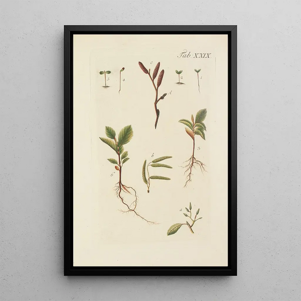 Illustration af vilde træer, flerårige planter og buske Pl063 - Carl Christoph Oelhafen von Schöllenbach