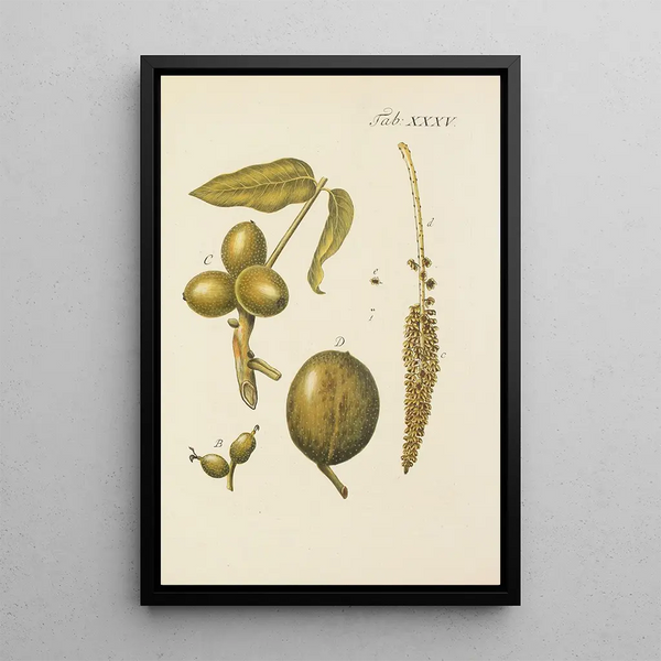 Illustration af vilde træer, flerårige planter og buske Pl069 - Carl Christoph Oelhafen von Schöllenbach