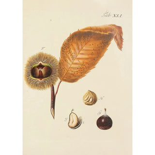Carl Christoph Oelhafen von Schllenbach - Abbildung der wilden Bume Stauden und Buschgewchse Pl076.webp