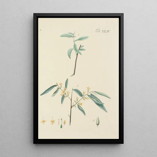 Illustration af vilde træer, flerårige planter og buske Pl079 - Carl Christoph Oelhafen von Schöllenbach