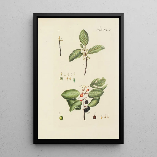 Illustration af vilde træer, flerårige planter og buske Pl080 - Carl Christoph Oelhafen von Schöllenbach — indrammet kunstværk på væggen
