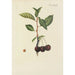 Illustration af vilde træer, flerårige planter og buske Pl084 - Carl Christoph Oelhafen von Schöllenbach — visning af kunstværket