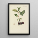 Illustration af vilde træer, flerårige planter og buske Pl084 - Carl Christoph Oelhafen von Schöllenbach — indrammet kunstværk på væggen