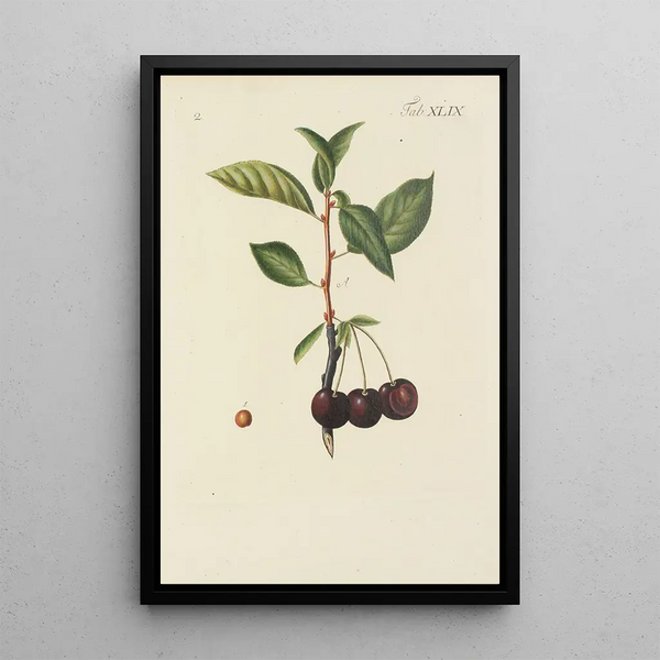 Illustration af vilde træer, flerårige planter og buske Pl084 - Carl Christoph Oelhafen von Schöllenbach — indrammet kunstværk på væggen