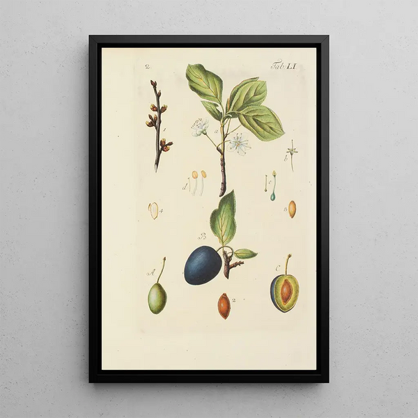 Illustration af vilde træer, flerårige planter og buske Pl086 - Carl Christoph Oelhafen von Schöllenbach