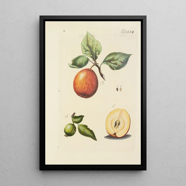 Illustration af vilde træer, flerårige planter og buske Pl092 - Carl Christoph Oelhafen von Schöllenbach — indrammet kunstværk på væggen