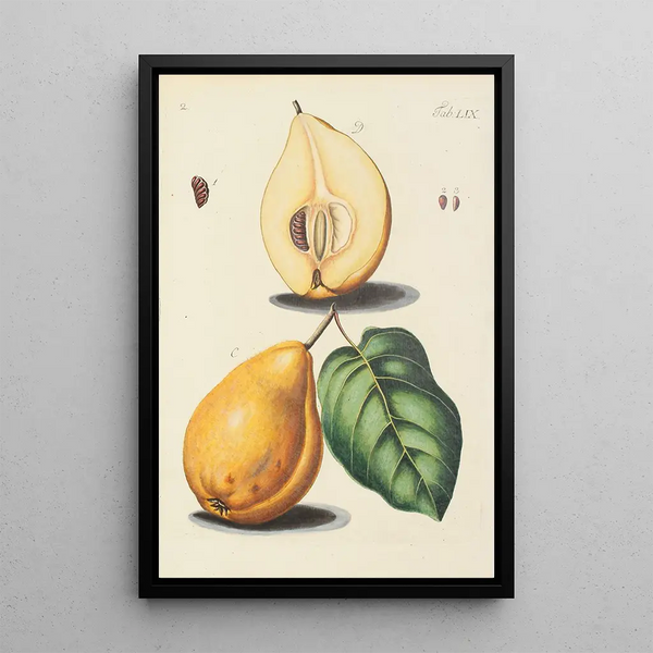 Illustration af vilde træer, flerårige planter og buske Pl094 - Carl Christoph Oelhafen von Schöllenbach