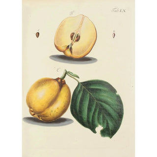 Carl Christoph Oelhafen von Schllenbach - Abbildung der wilden Bume Stauden und Buschgewchse Pl095.webp