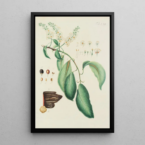 Illustration af vilde træer, flerårige planter og buske Pl096 - Carl Christoph Oelhafen von Schöllenbach — indrammet kunstværk på væggen