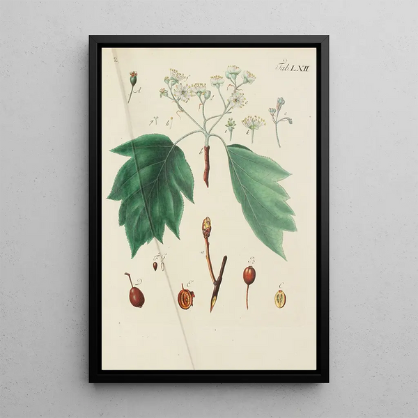 Illustration af vilde træer, flerårige planter og buske Pl097 - Carl Christoph Oelhafen von Schöllenbach — indrammet kunstværk på væggen