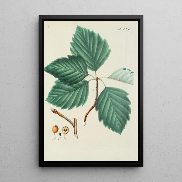 Illustration af vilde træer, flerårige planter og buske Pl098 - Carl Christoph Oelhafen von Schöllenbach — indrammet kunstværk på væggen