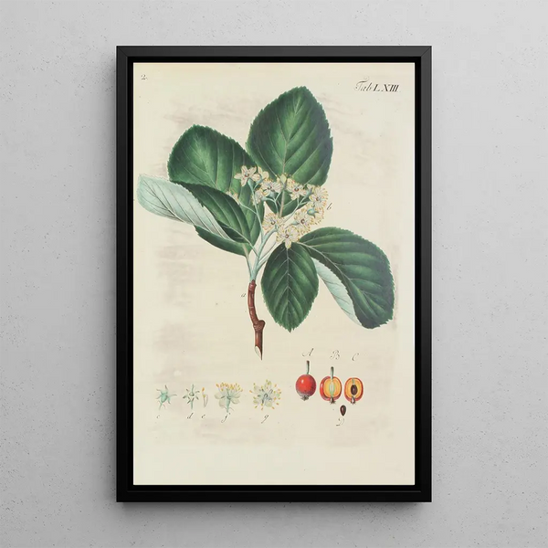 Illustration af vilde træer, flerårige planter og buske Pl099 - Carl Christoph Oelhafen von Schöllenbach — indrammet kunstværk på væggen