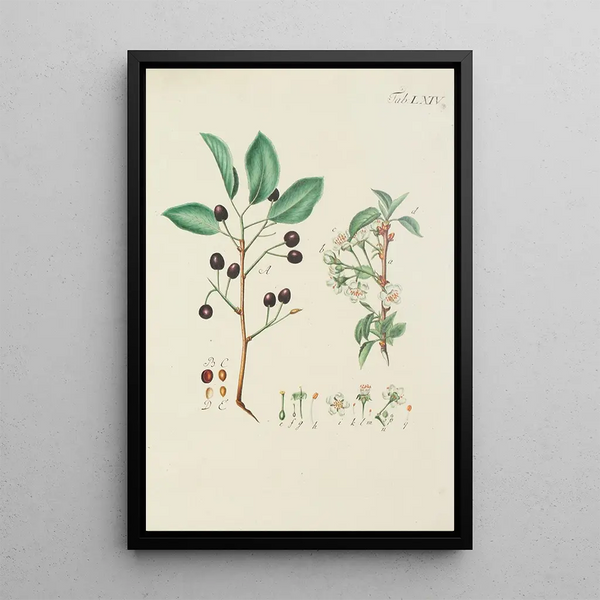Illustration af vilde træer, flerårige planter og buske Pl100 - Carl Christoph Oelhafen von Schöllenbach