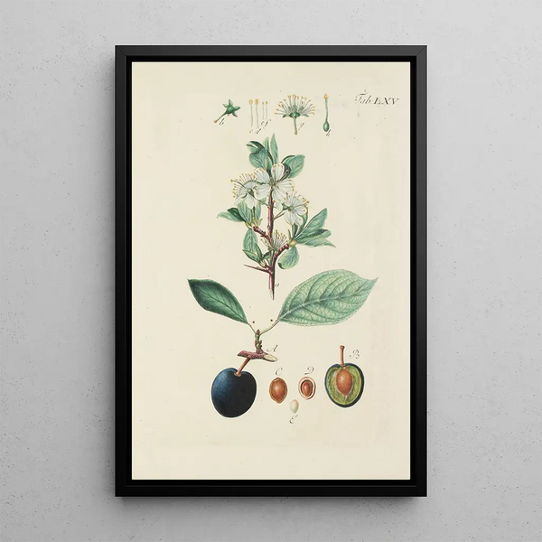 Illustration af vilde træer, flerårige planter og buske Pl101 - Carl Christoph Oelhafen von Schöllenbach