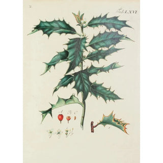 Carl Christoph Oelhafen von Schllenbach - Abbildung der wilden Bume Stauden und Buschgewchse Pl102.webp