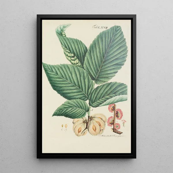 Illustration af vilde træer, flerårige planter og buske Pl103 - Carl Christoph Oelhafen von Schöllenbach — indrammet kunstværk på væggen