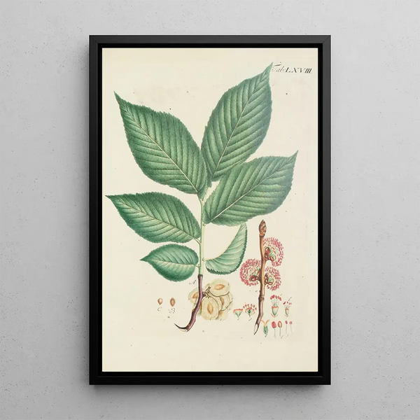 Illustration af vilde træer, flerårige planter og buske Pl104 - Carl Christoph Oelhafen von Schöllenbach — indrammet kunstværk på væggen