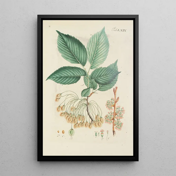 Illustration af vilde træer, flerårige planter og buske Pl105 - Carl Christoph Oelhafen von Schöllenbach — indrammet kunstværk på væggen