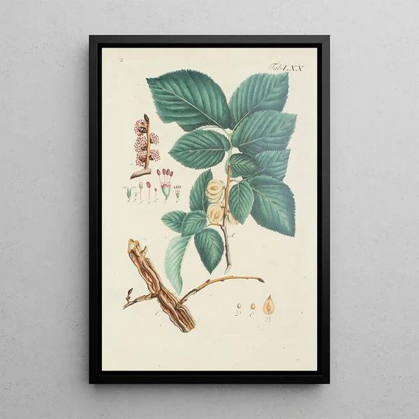 Illustration af vilde træer, flerårige planter og buske Pl106 - Carl Christoph Oelhafen von Schöllenbach — indrammet kunstværk på væggen