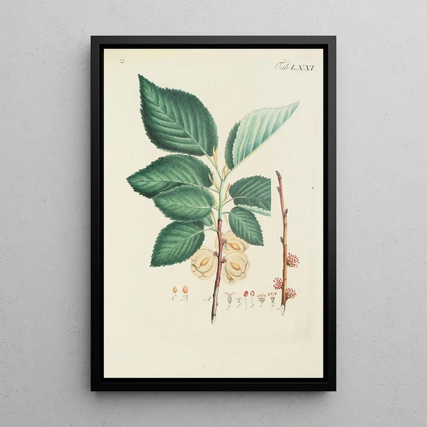 Illustration af vilde træer, flerårige planter og buske Pl107 - Carl Christoph Oelhafen von Schöllenbach — indrammet kunstværk på væggen