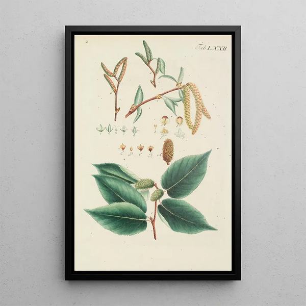 Illustration af vilde træer, flerårige planter og buske Pl108 - Carl Christoph Oelhafen von Schöllenbach