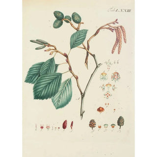 Carl Christoph Oelhafen von Schllenbach - Abbildung der wilden Bume Stauden und Buschgewchse Pl109.webp