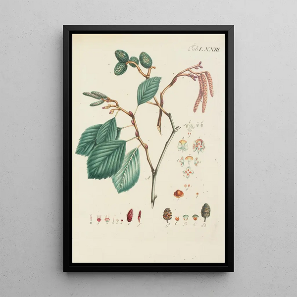Illustration af vilde træer, flerårige planter og buske Pl109 - Carl Christoph Oelhafen von Schöllenbach — indrammet kunstværk på væggen