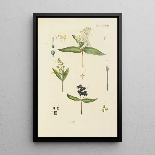 Illustration af vilde træer, flerårige planter og buske Pl128 - Carl Christoph Oelhafen von Schöllenbach — indrammet kunstværk på væggen