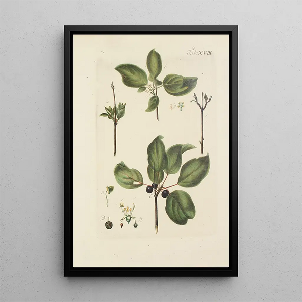Illustration af vilde træer, flerårige planter og buske Pl129 - Carl Christoph Oelhafen von Schöllenbach — indrammet kunstværk på væggen