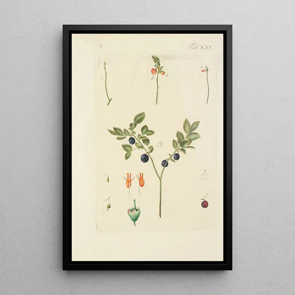 Illustration af vilde træer, flerårige planter og buske Pl132 - Carl Christoph Oelhafen von Schöllenbach — indrammet kunstværk på væggen